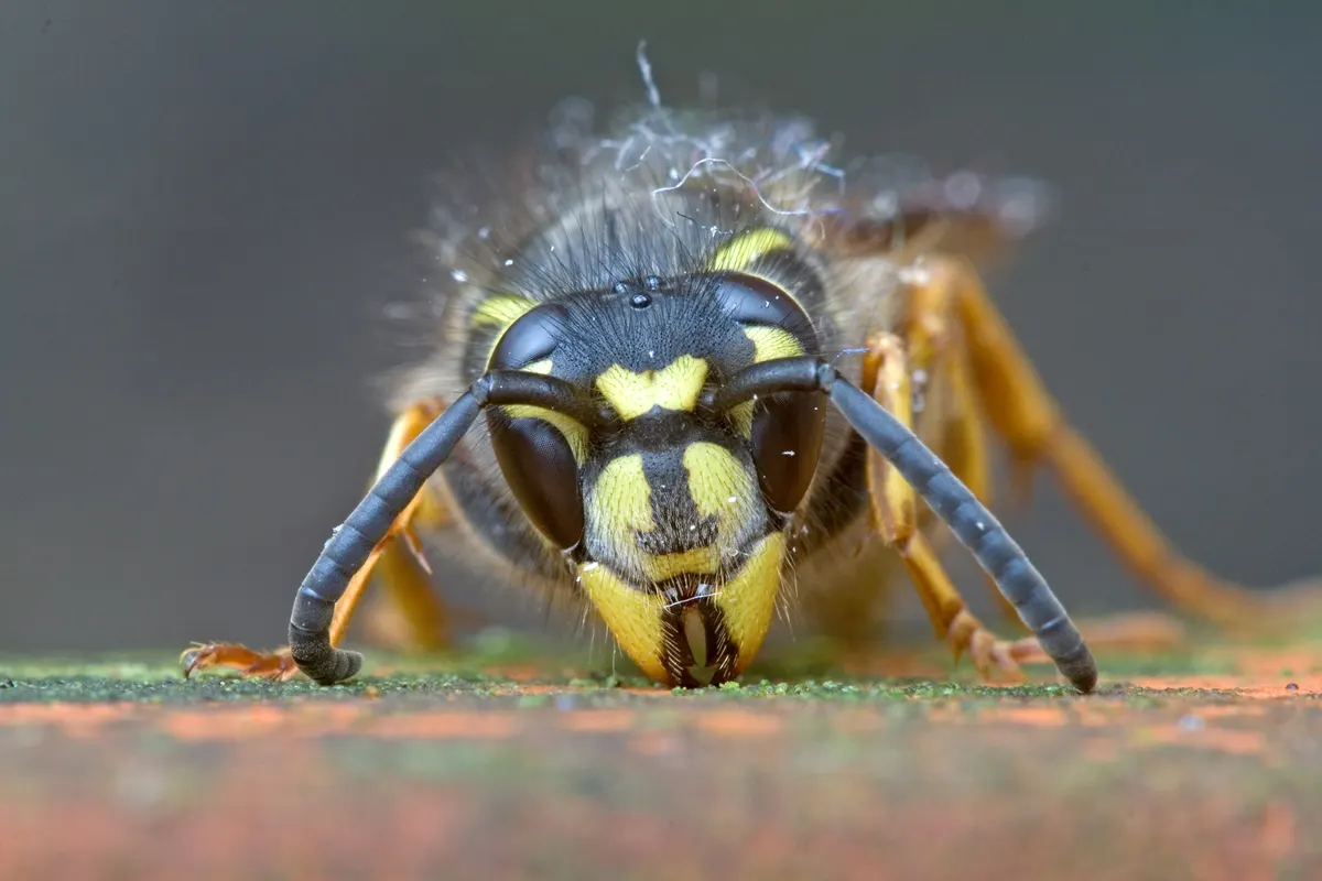 Wesp close-up — kenmerkende markering