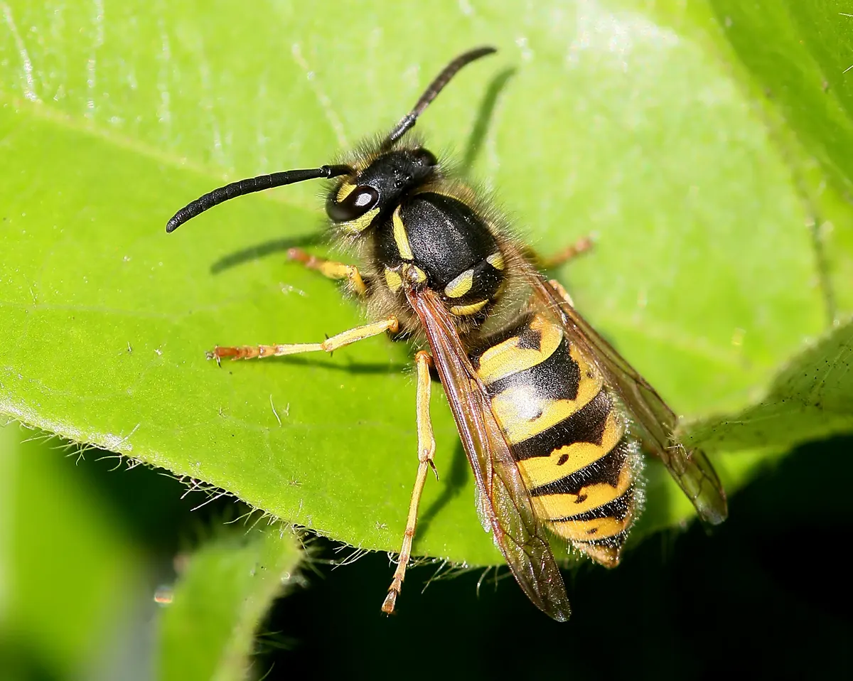 Franse veldwesp op blad — kenmerkende smalle taille