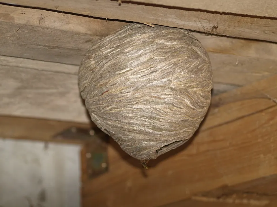 Wespennest met werksters — actief wespennest Arnhem