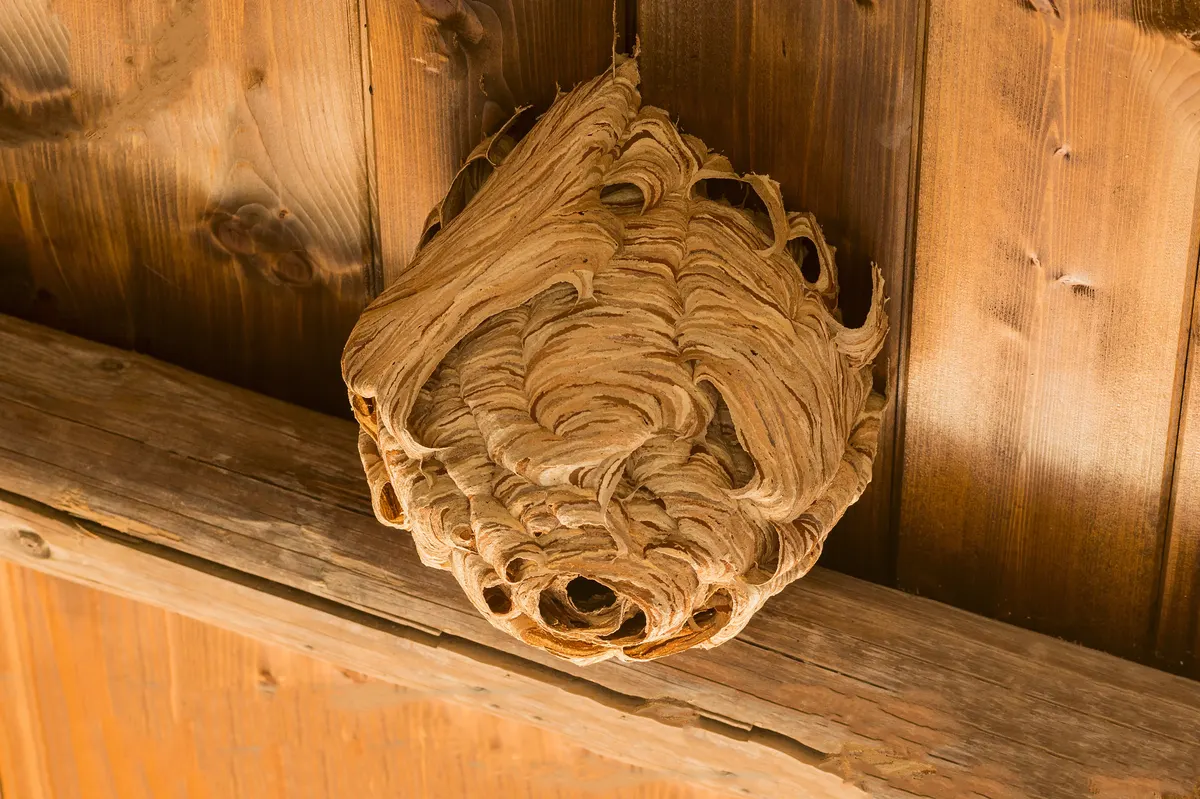 Groot hoornaars nest